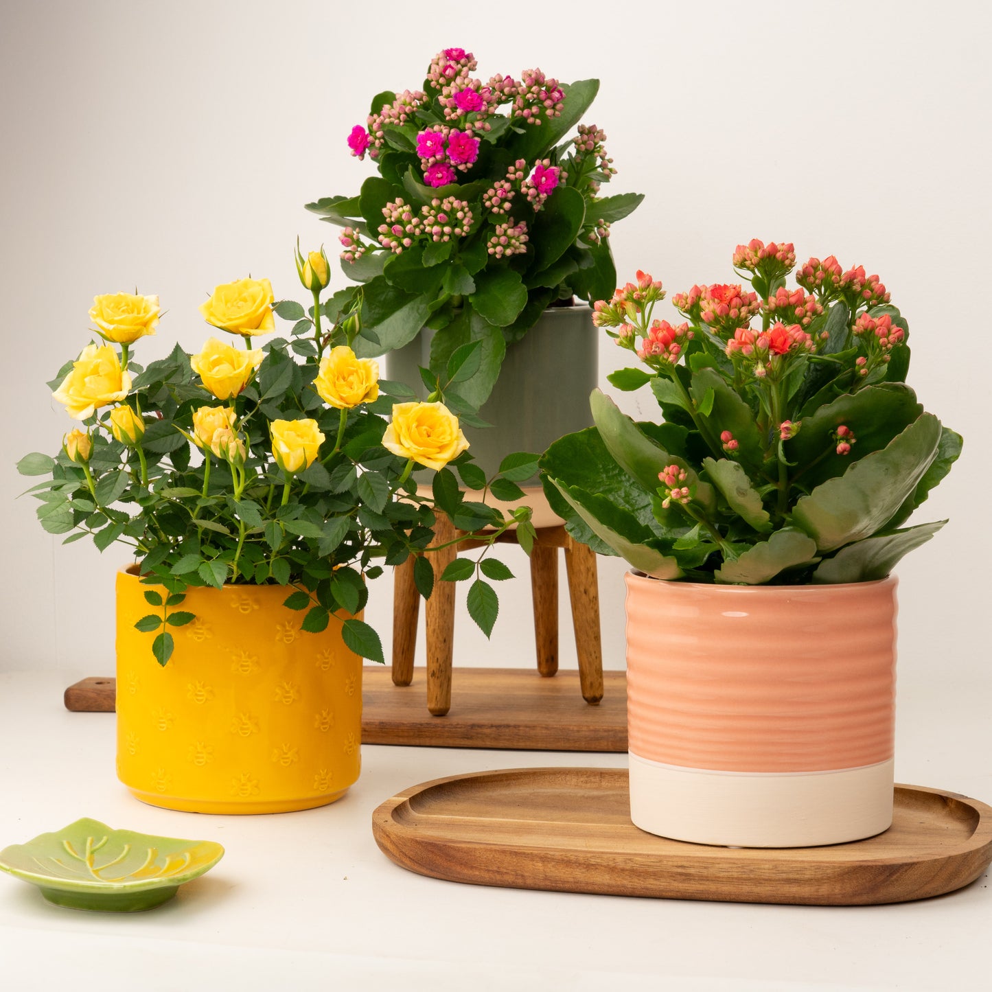 Housewarming Blooms | Plant Bundle