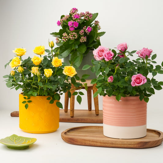 Colour Therapy | Plant Bundle | 