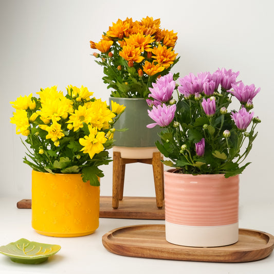Blooming Moments | Plant Bundle | 