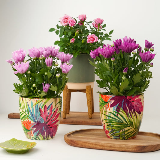 Happiness Delivered | Plant Bundle | 