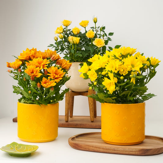 Golden Hour | Plant Bundle | 