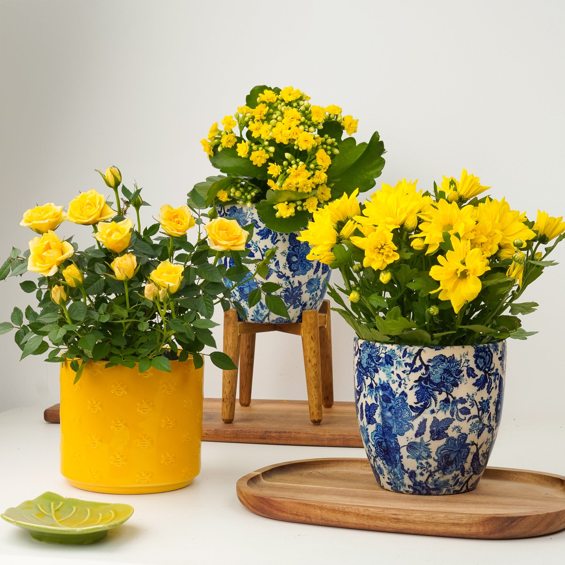 Joy In Bloom | Plant Bundle