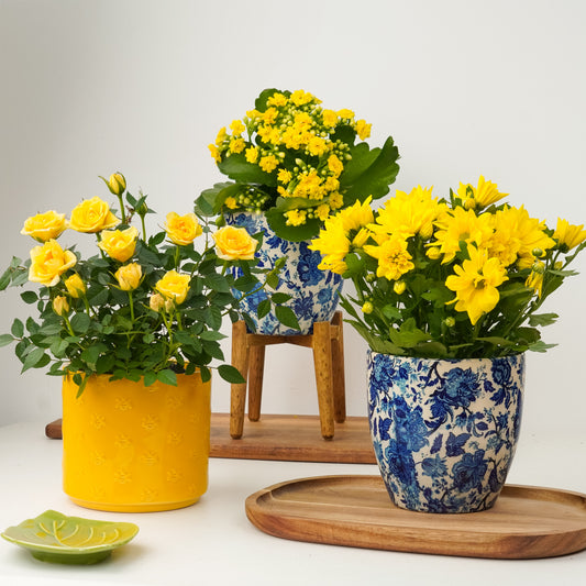 Joy In Bloom | Plant Bundle | 