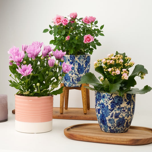The Pick Me Up | Plant Bundle | 