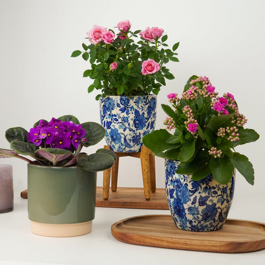 Doorstep Surprise | Plant Bundle | Plant Gifts