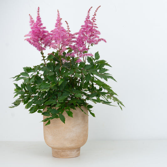 Astilbe | Pink | Outdoor Plant | Outdoor Plants