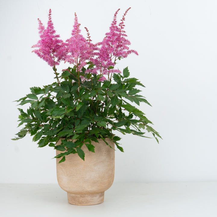Astilbe | Pink | Outdoor Plant