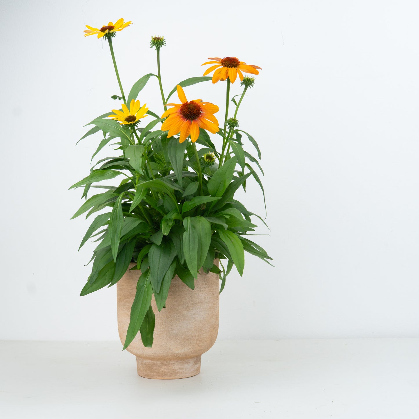 Echinacea | Sunseek Mineo | Outdoor Plant