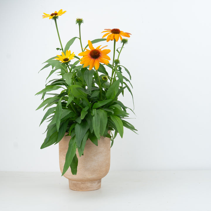 Echinacea | Sunseek Mineo | Outdoor Plant