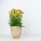 Achillea | Yellow | Outdoor Plant