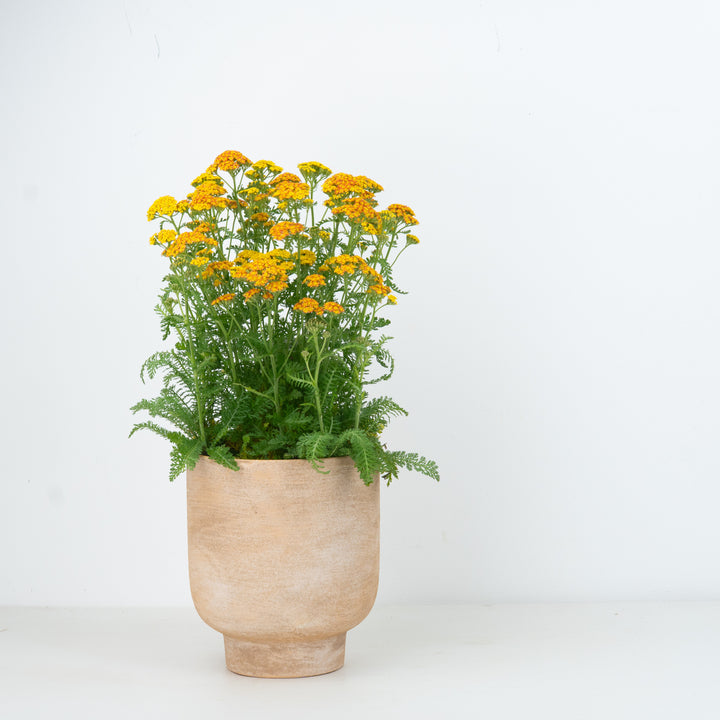 Achillea | Yellow | Outdoor Plant