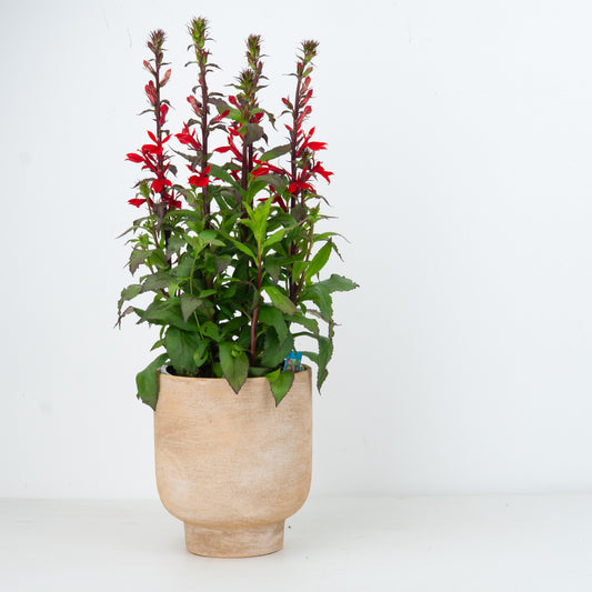 Lobelia | Starship Scarlett | Outdoor Plant | Outdoor Plants