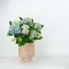 Hydrangea | Ocean Pale Blue | Outdoor Plant