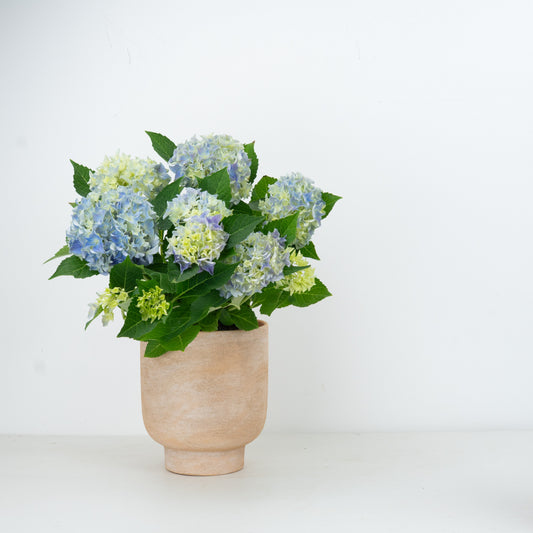 Hydrangea | Ocean Pale Blue | Outdoor Plant | Large Leaf Plants