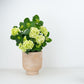 Hydrangea | White