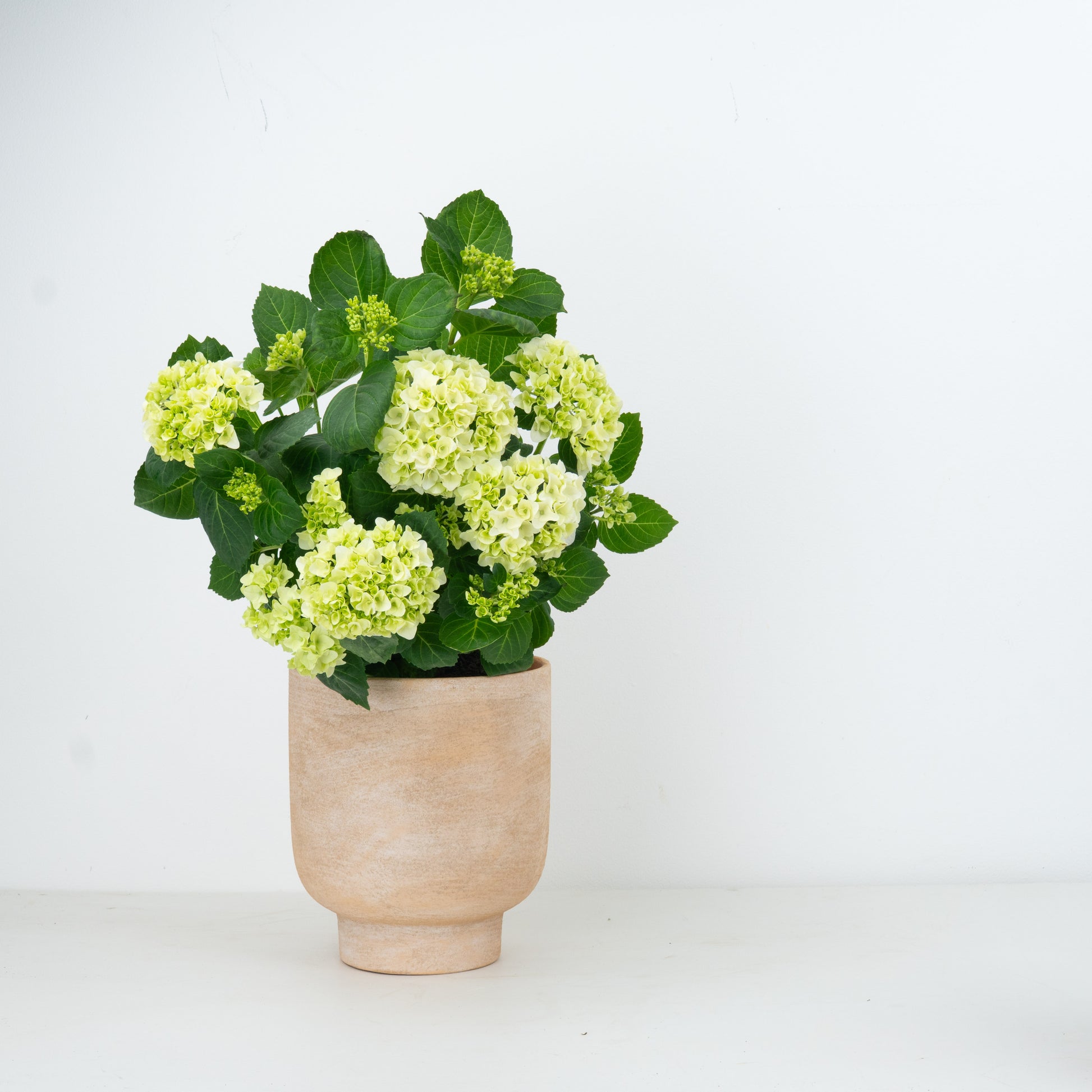 Hydrangea | White