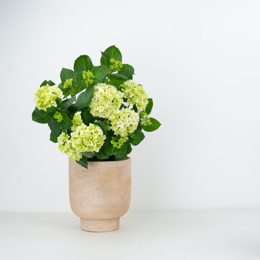 Hydrangea | White | Outdoor Plants