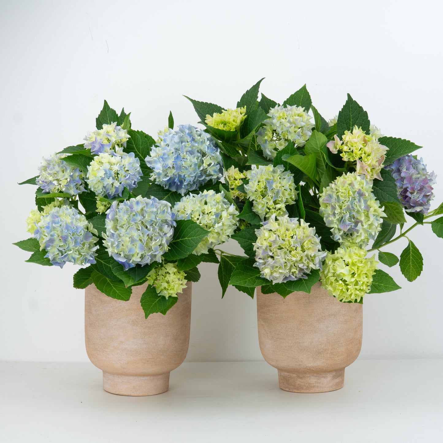 Hydrangea Pair | Garden Bundle