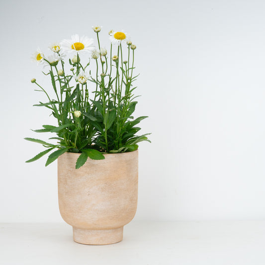 Leucanthemum | Daisy Madonna | Outdoor Plant | Outdoor Plants