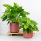 Prayer Plant | Leopardina
