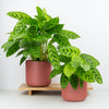 Prayer Plant | Leopardina