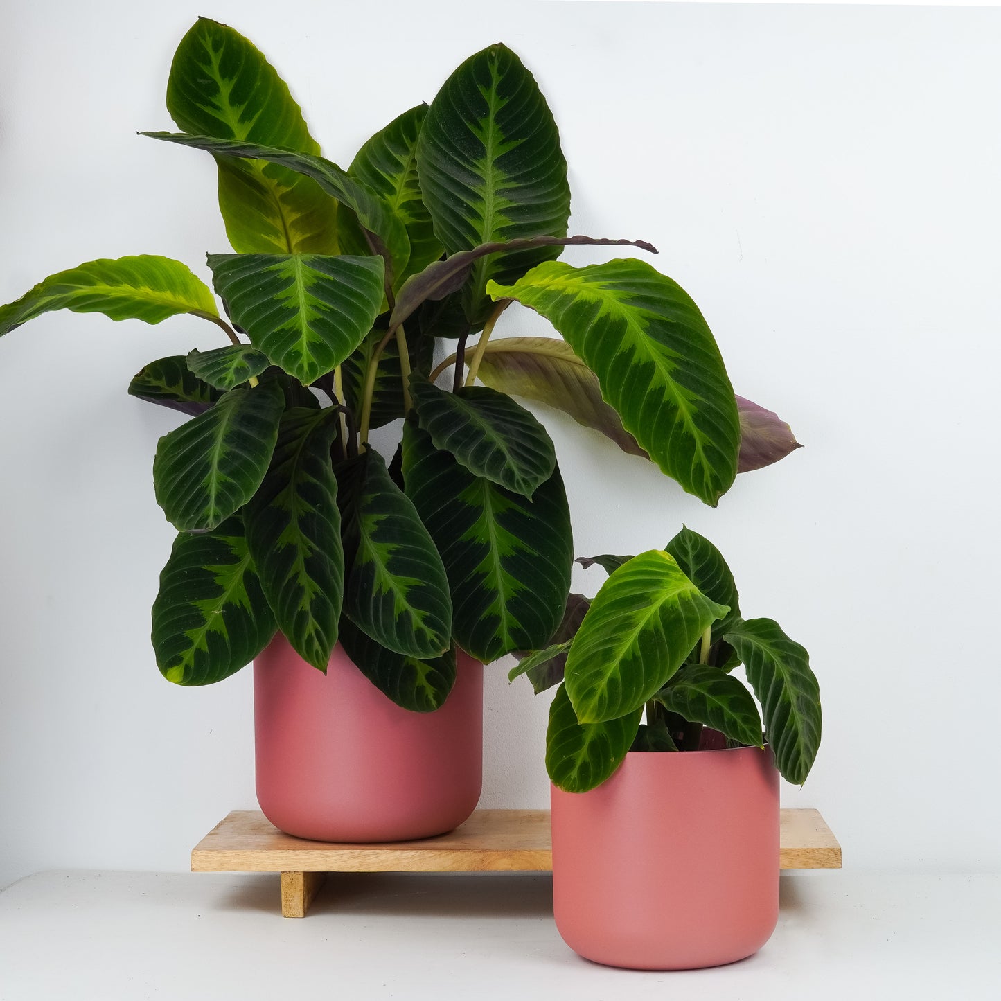Prayer Plant | Jungle Velvet | Hard To Find