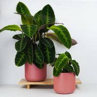 Prayer Plant | Jungle Velvet | Hard To Find