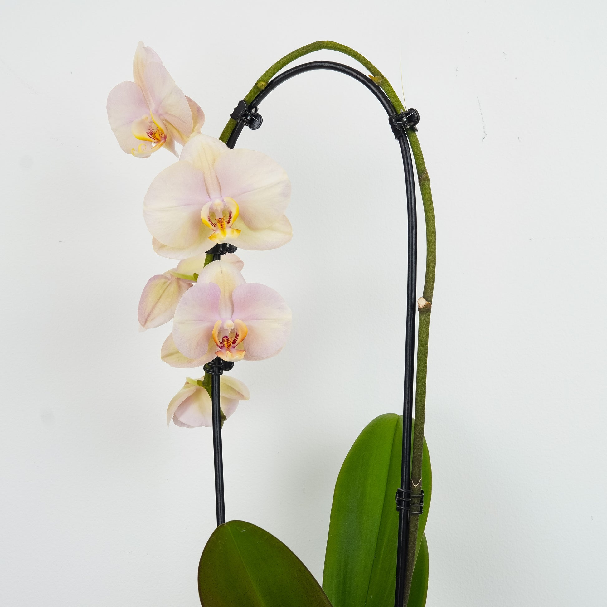 Phalaenopsis Orchid | Peach