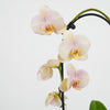 Phalaenopsis Orchid | Peach