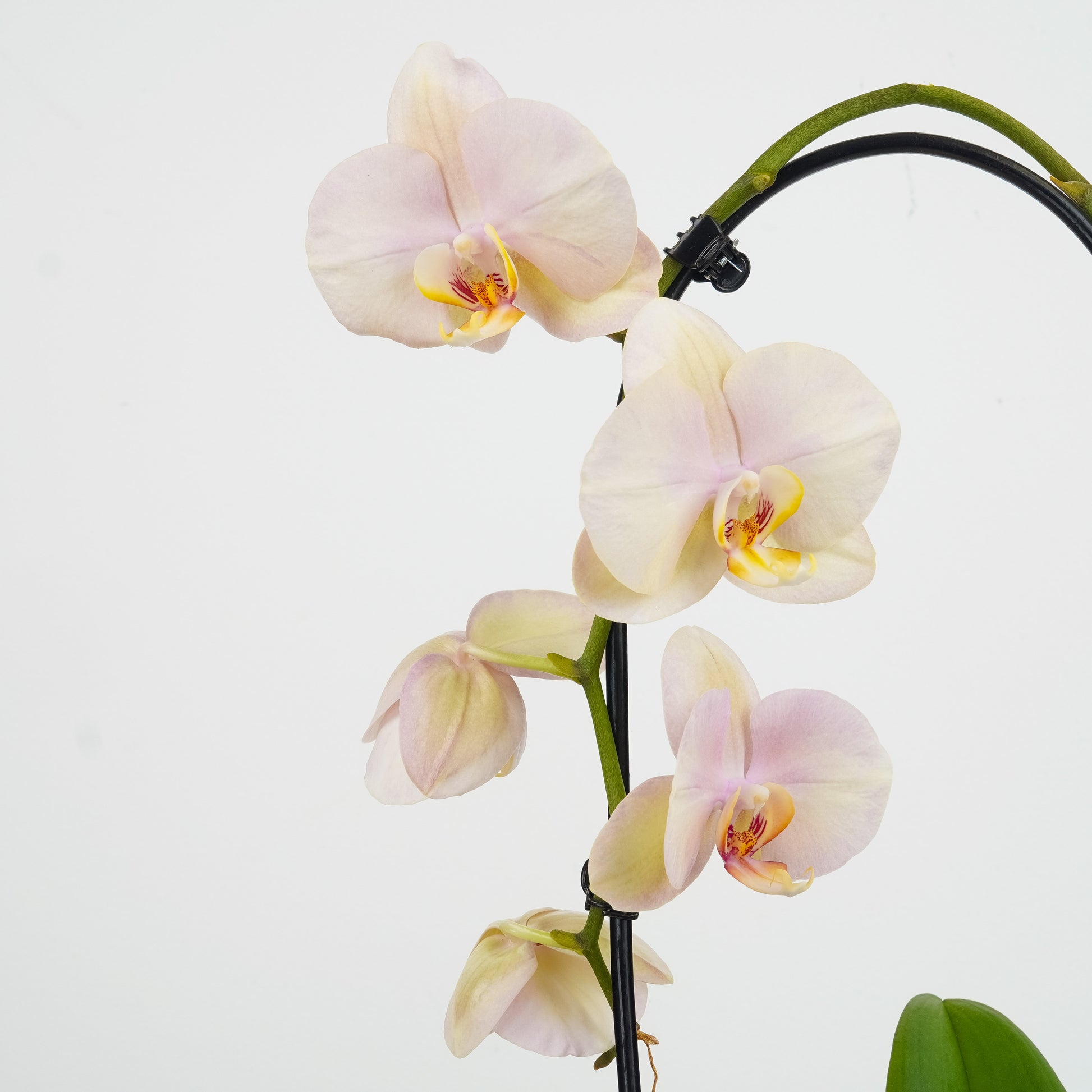Phalaenopsis Orchid | Peach