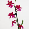 Cambria Orchid | Sophistic