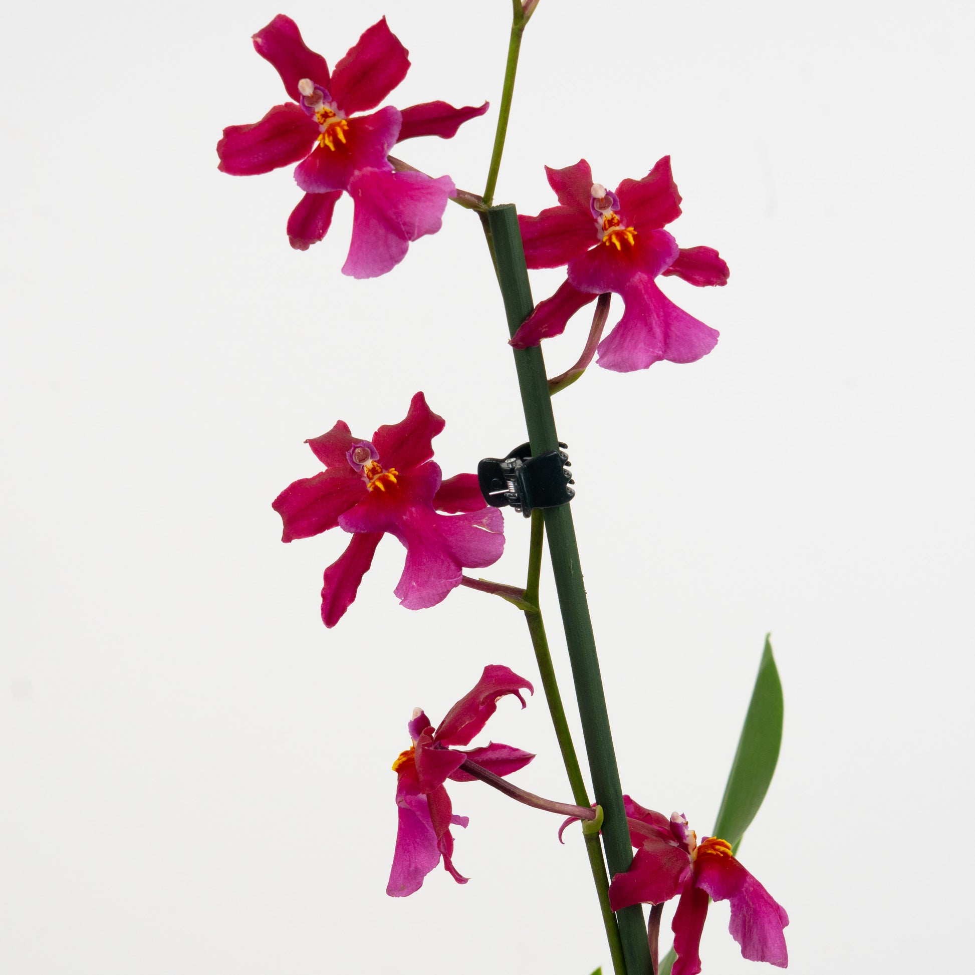 Cambria Orchid | Sophistic