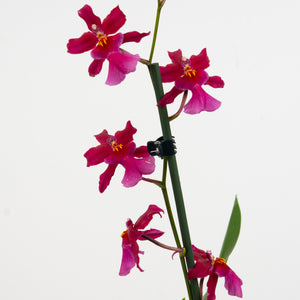Cambria Orchid | Sophistic - Indoor Plant