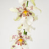 Spider Orchid | Crystal Blizzard