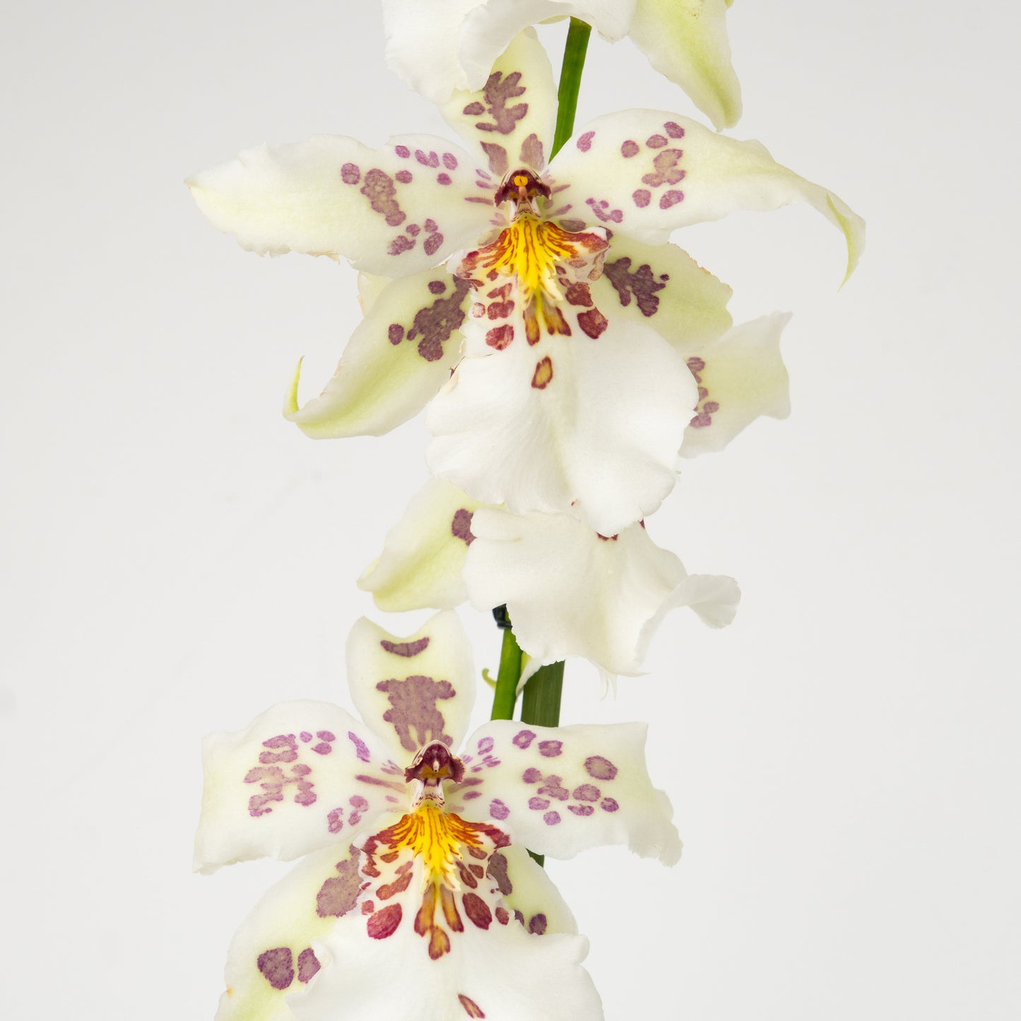Spider Orchid | Crystal Blizzard