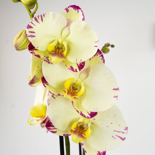 Phalaenopsis Orchid | Funk | Indoor Plants