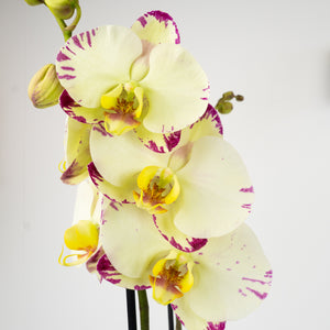 Phalaenopsis Orchid | Funk - Indoor Plant