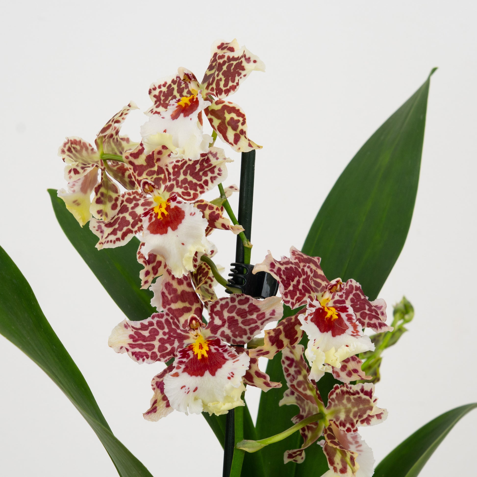 Cambria Orchid | Harlequin