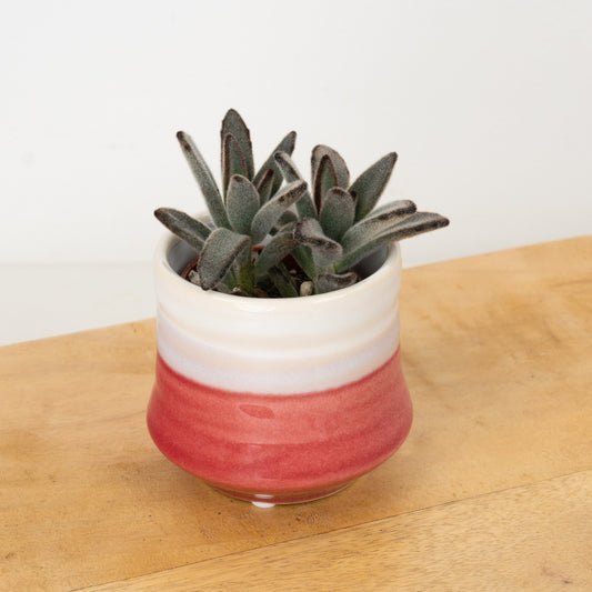 Panda Plant | Nigra | Indoor Plants