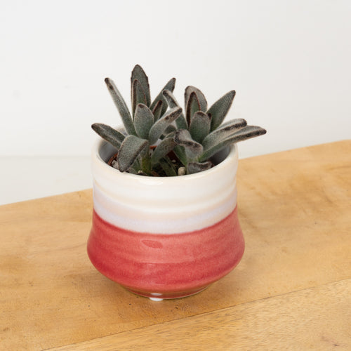 Panda Plant | Nigra