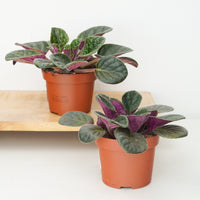 Rescue Me! African Violets