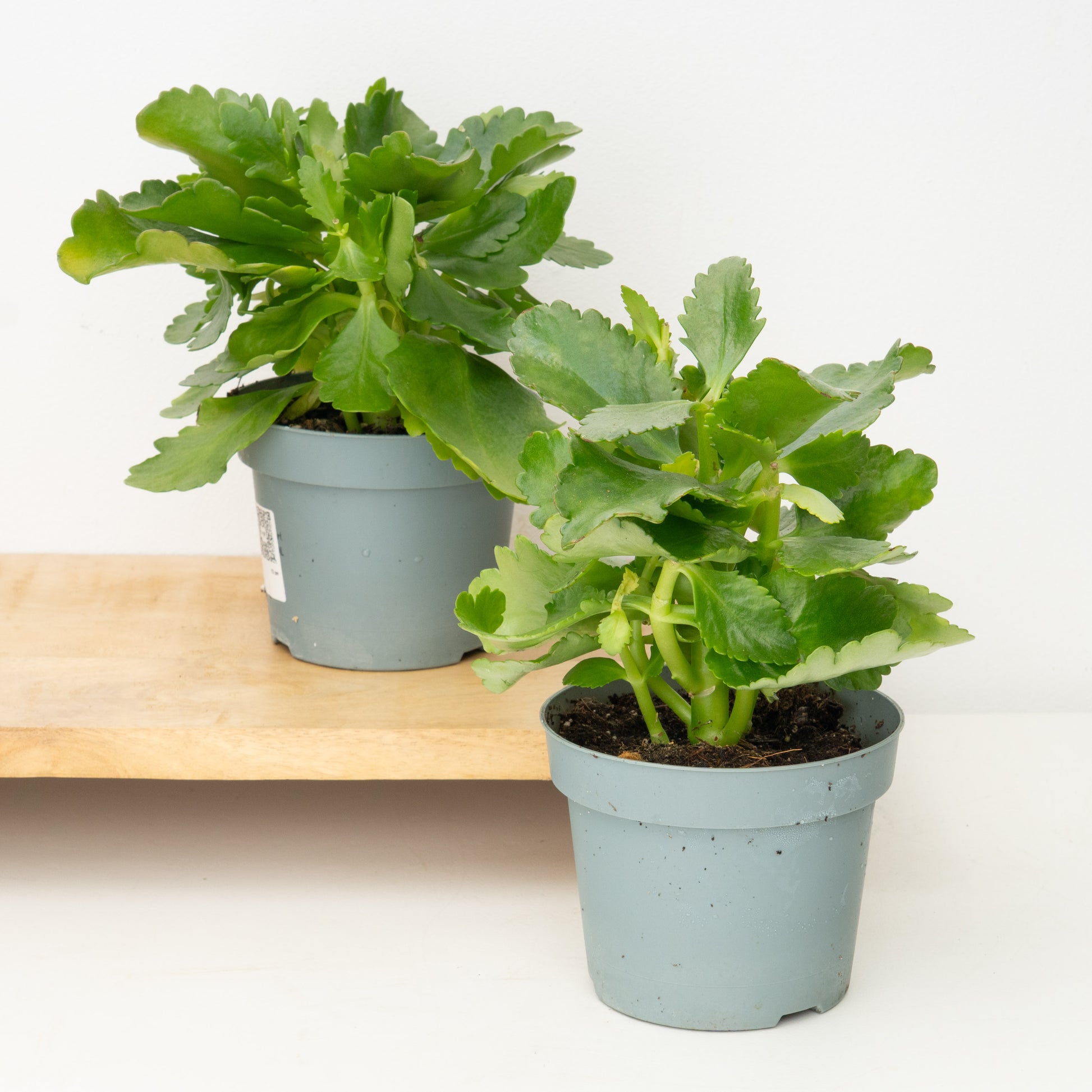 Rescue Me! Kalanchoe Plants