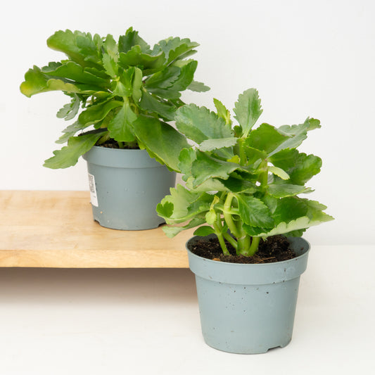 Rescue Me! Kalanchoe Plants | Perfect Plants for Under £30