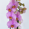 Phalaenopsis Orchid | Painter Veins