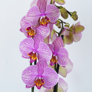 Phalaenopsis Orchid | Painter Veins - Indoor Plant