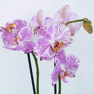 Phalaenopsis Orchid | Marble - Indoor Plant
