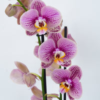 Phalaenopsis Orchid | Kaleidoscope
