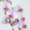 Phalaenopsis Orchid | Dreamy