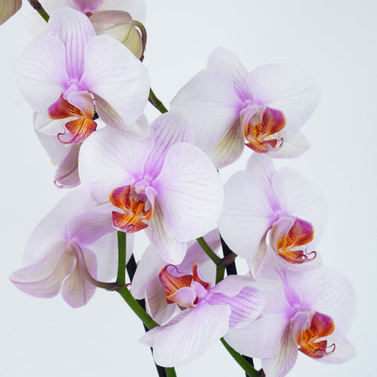 Phalaenopsis Orchid | Dreamy | Indoor Plants