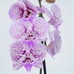 Phalaenopsis Orchid | Venus